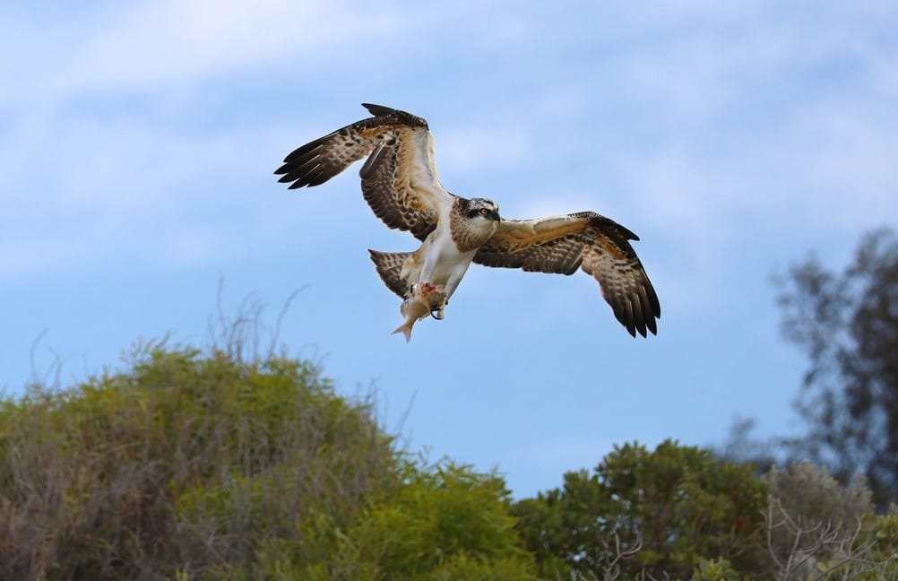 Osprey