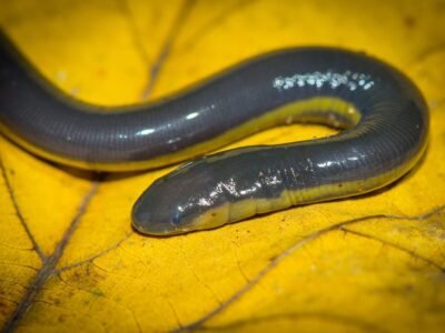 Earthworm