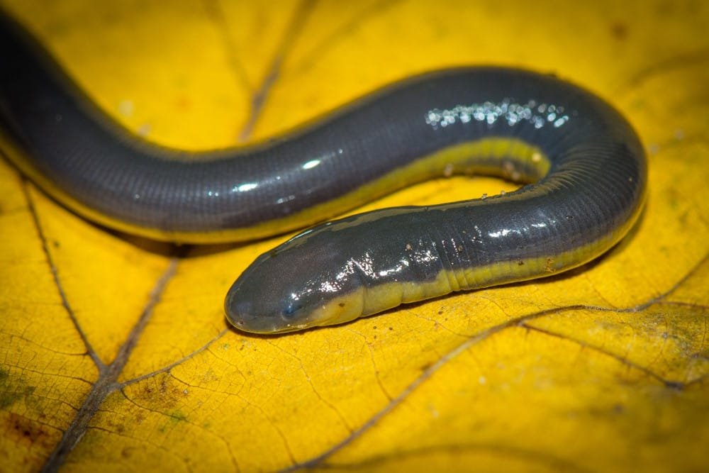 Earthworm