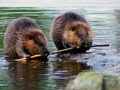Eurasian Beaver