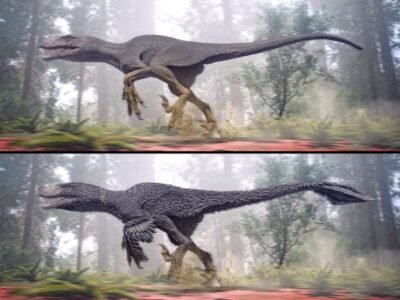 Triceratops