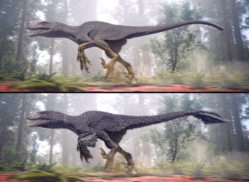 Triceratops