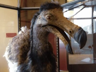 Dodo