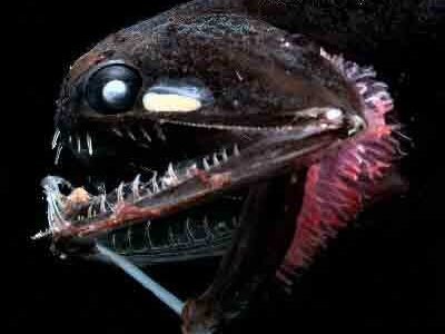 Black Dragonfish