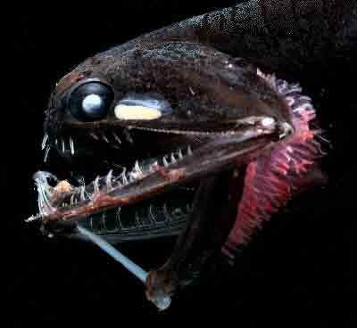 Black Dragonfish