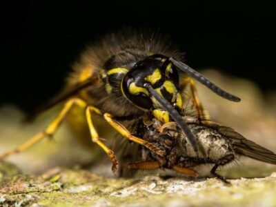 Cicada