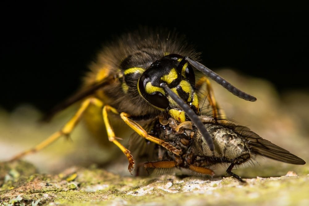 Cicada