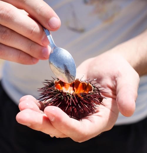 Baby Hedgehog
