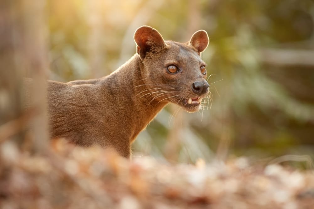 Lemur
