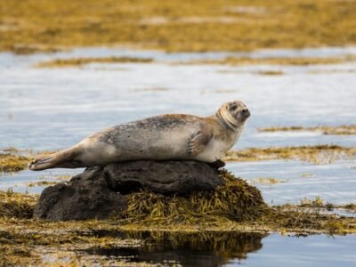 Seal Pup (Whitecoat)