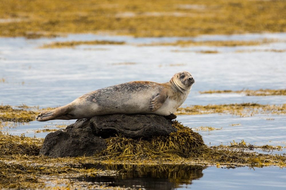 Seal Pup (Whitecoat)