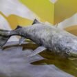 Top 10 Most Terrifying Deep-Sea Creatures