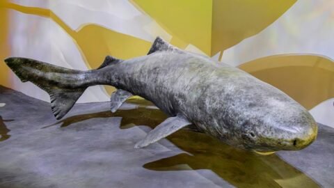 Top 10 Most Terrifying Deep-Sea Creatures