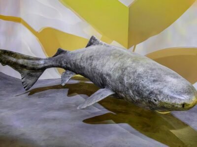 Goblin Shark