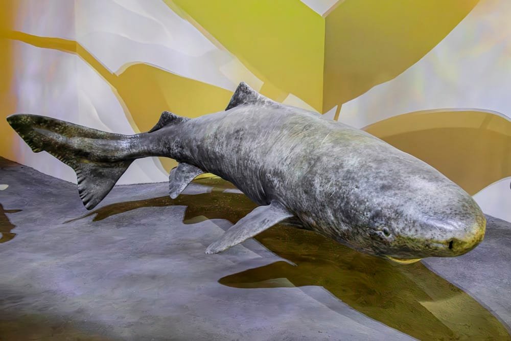 Top 10 Most Terrifying Deep-Sea Creatures