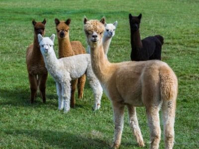 Alpaca