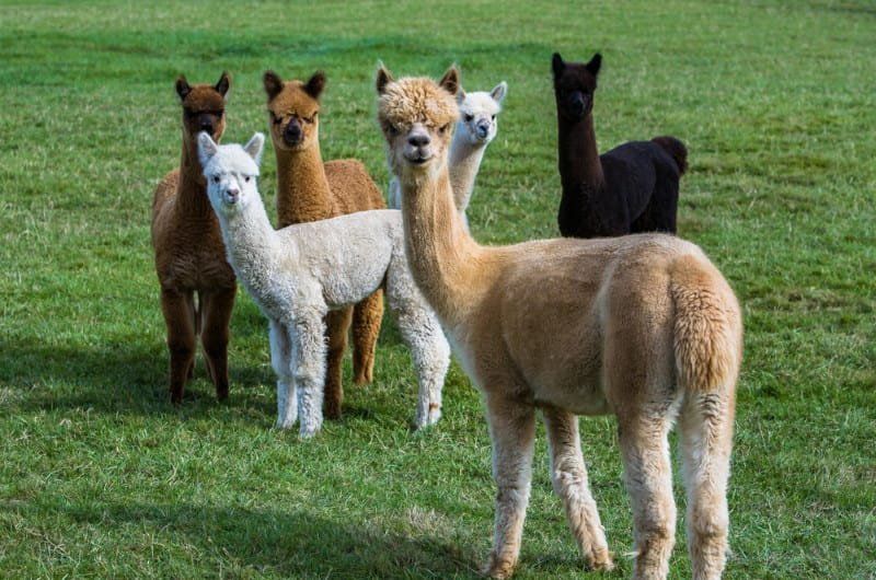 Alpaca