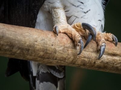 Harpy Eagle