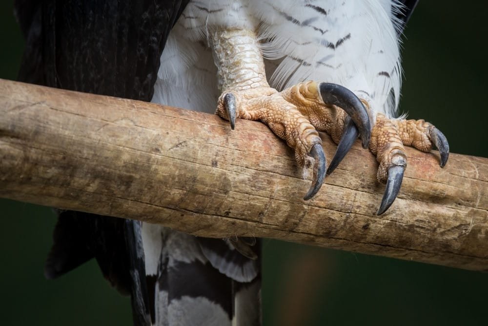 Harpy Eagle
