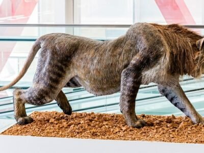 Cave Lion