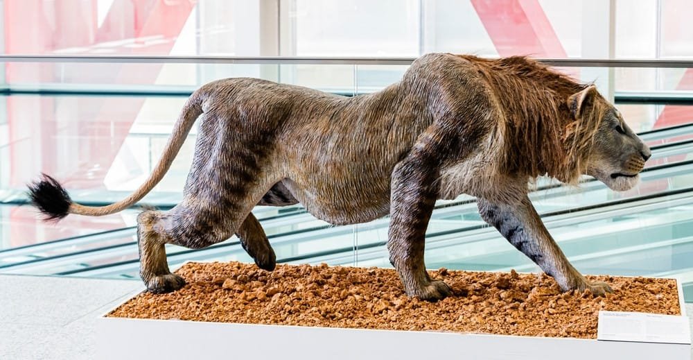 Cave Lion