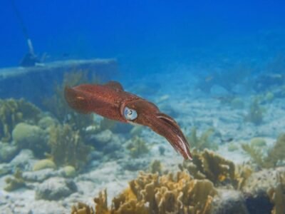 Vampire Squid (Vampyroteuthis infernalis)