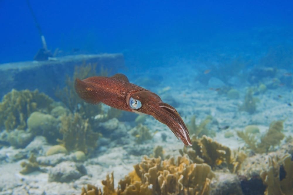 Vampire Squid (Vampyroteuthis infernalis)