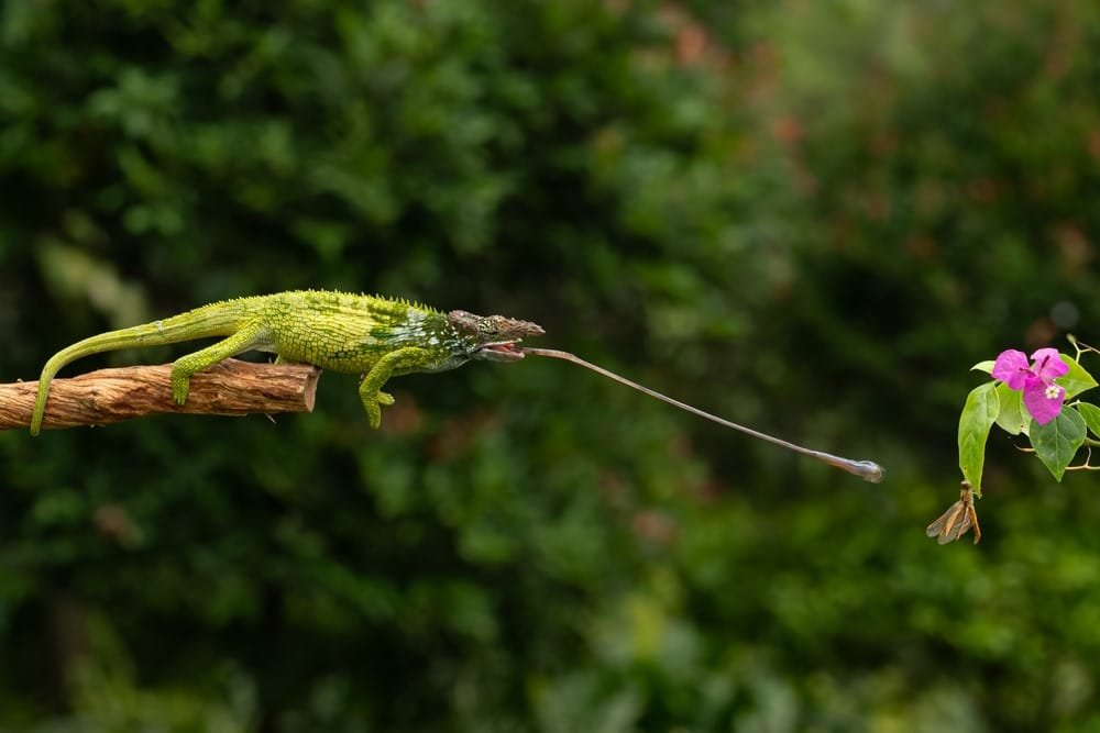 Top 10 Most Bizarre Animal Facts That Sound Like a Lie