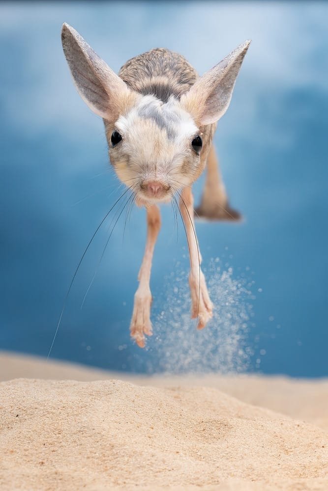 Kangaroo Joey