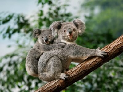 Koala