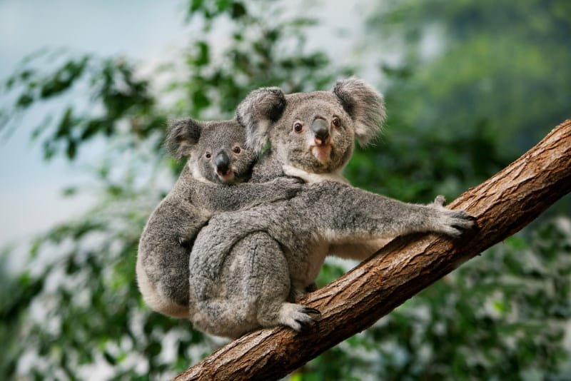 Koalas have fingerprints almost identical to humans'