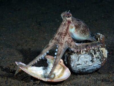 An octopus has three hearts and blue blood