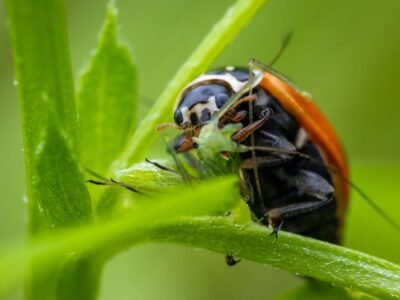 Ladybug