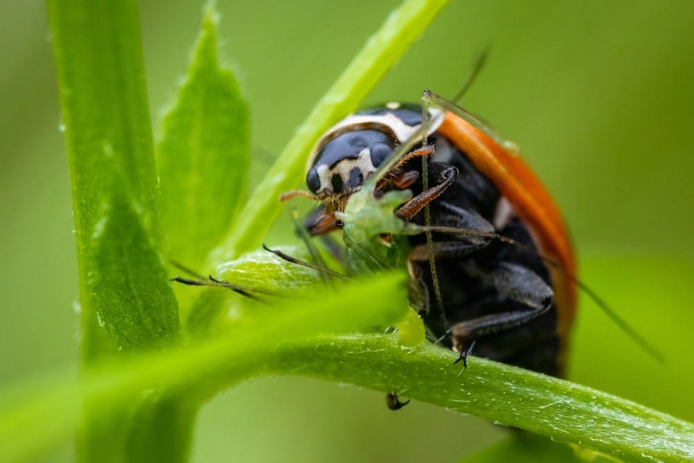 Ladybug