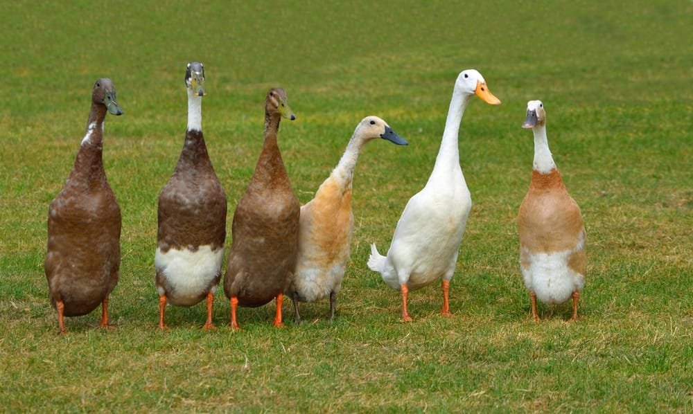 Duck