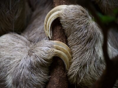 Giant Ground Sloth (Megatherium)