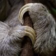 Top 10 Laziest Animals in the World