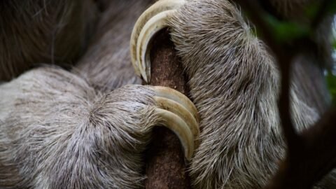Top 10 Laziest Animals in the World