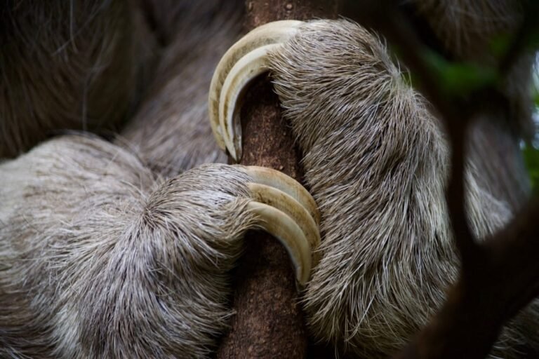 Top 10 Laziest Animals in the World