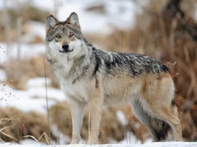 Gray Wolf