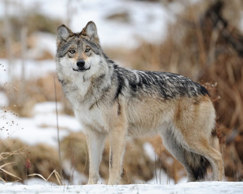 Gray Wolf