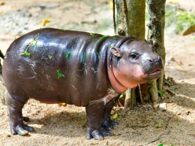 Hippopotamus
