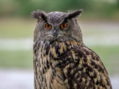 Eurasian Eagle-Owl