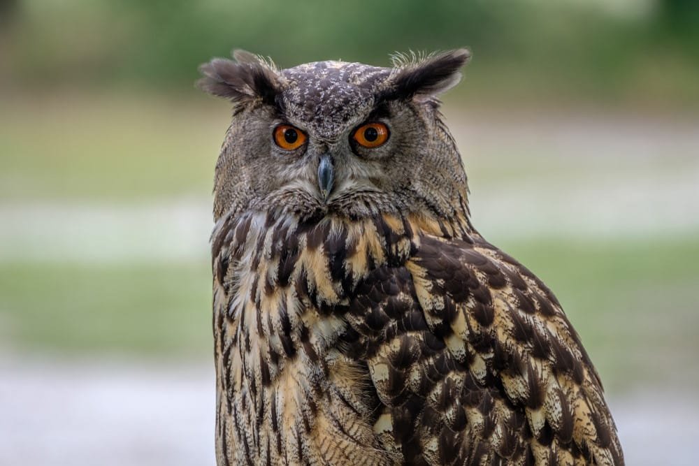 Eurasian Eagle-Owl