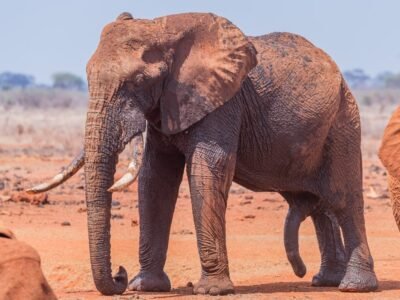 Baby Elephant