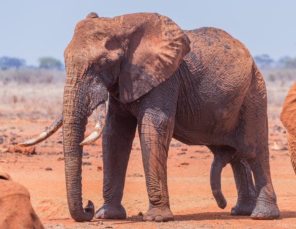 Baby Elephant