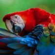 Top 10 Most Beautiful and Colorful Birds