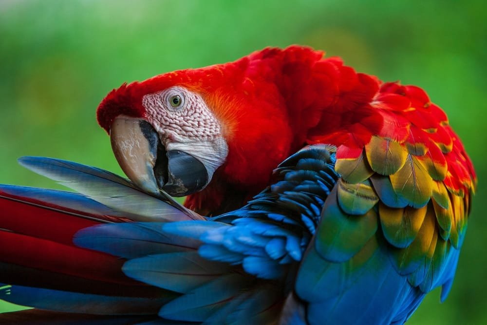 Top 10 Most Beautiful and Colorful Birds