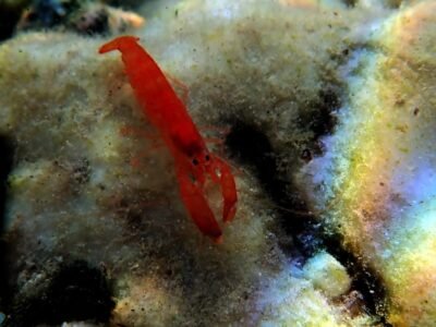 Pistol Shrimp
