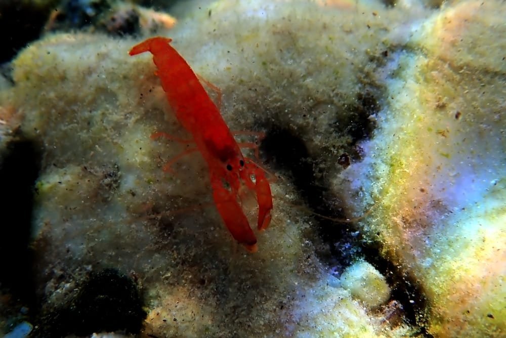 Pistol Shrimp